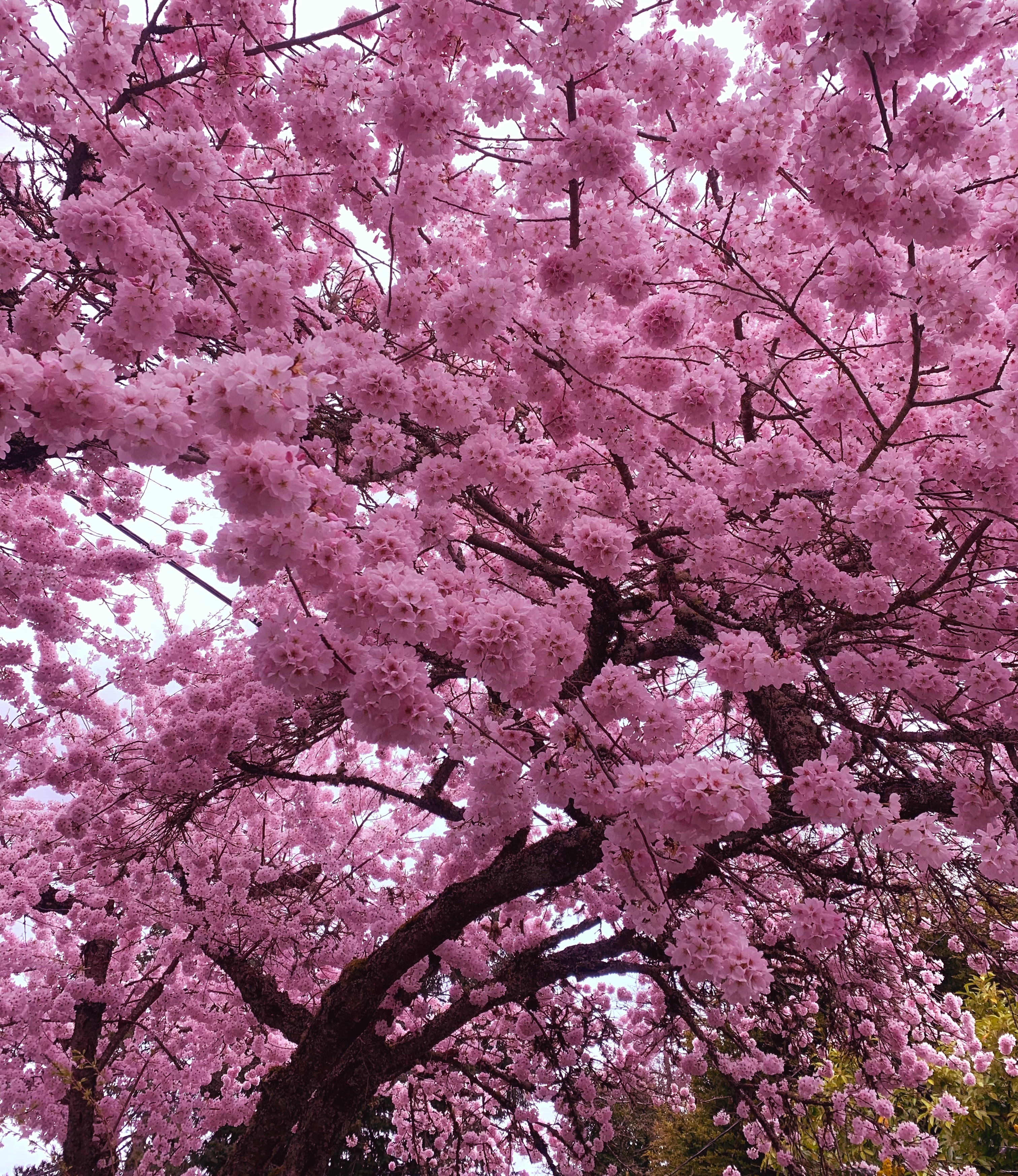 Eastertide Cherry Blossoms